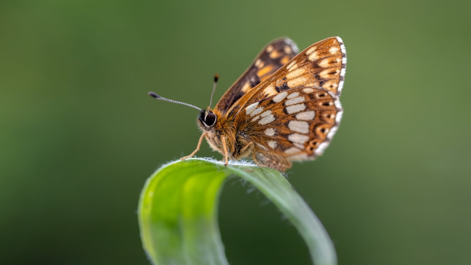 Macro & Insects