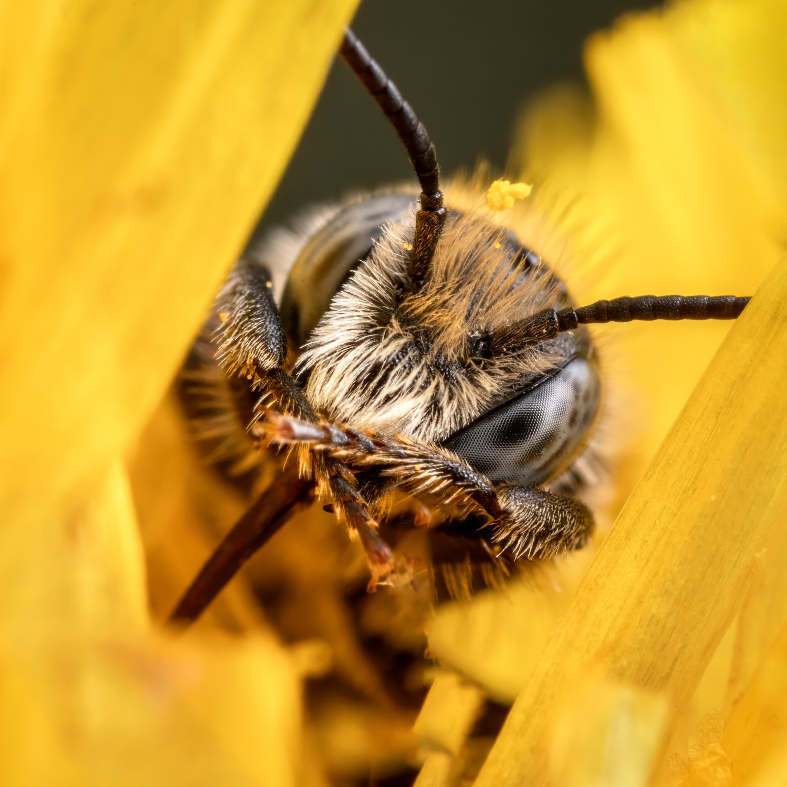 Macro & Insects