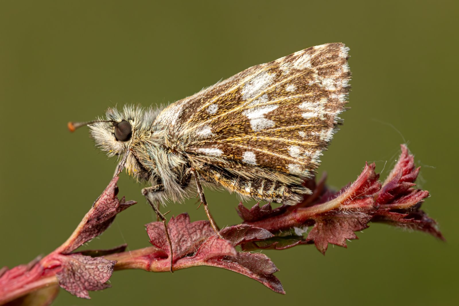 Macro & Insects