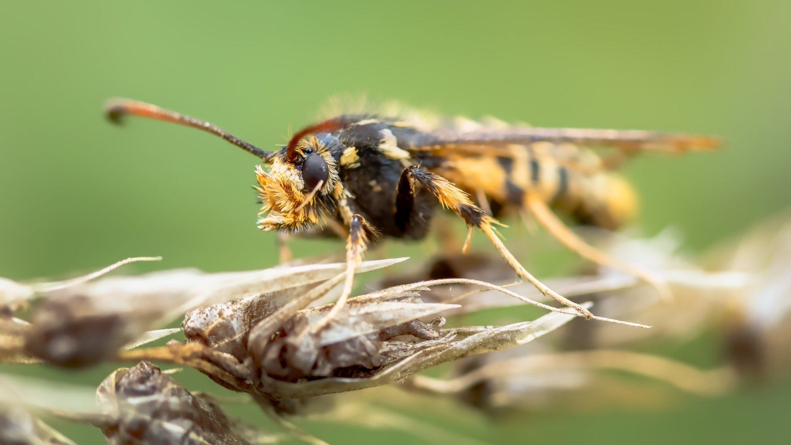 Macro & Insects