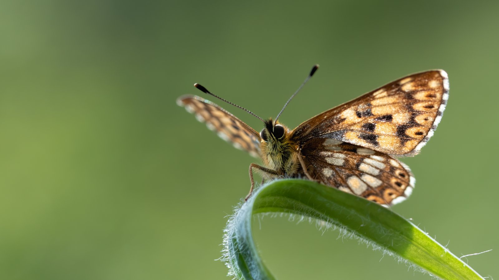 Macro & Insects