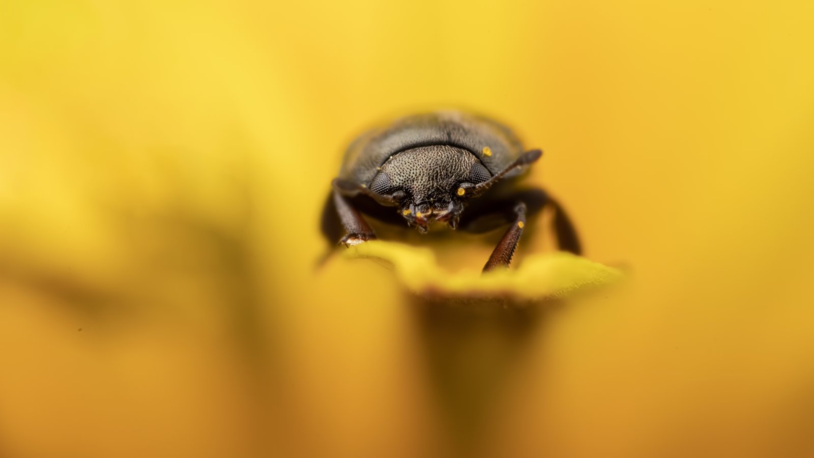 Macro & Insects