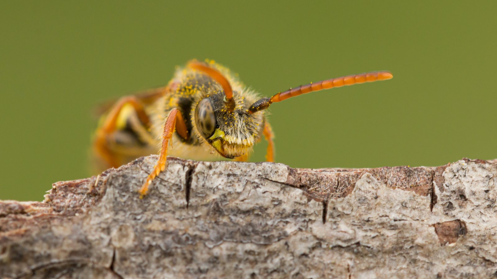 Macro & Insects