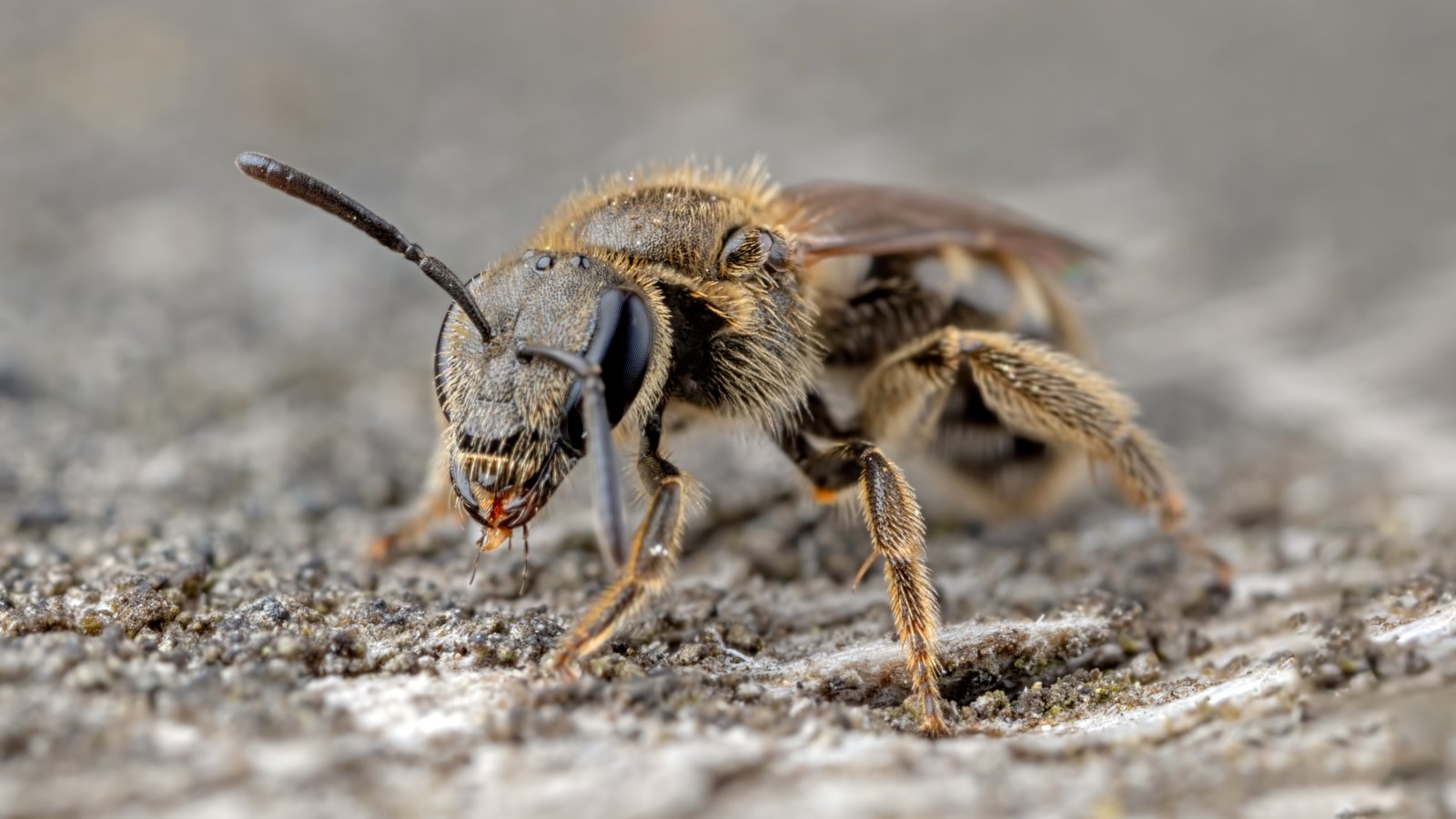 Macro & Insects