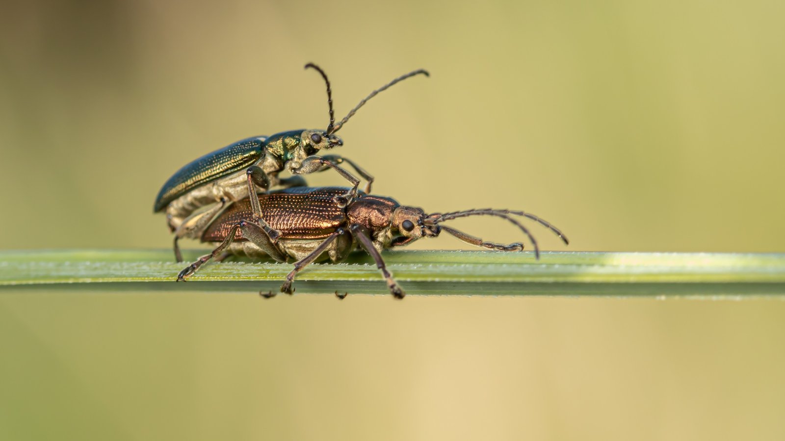 Macro & Insects