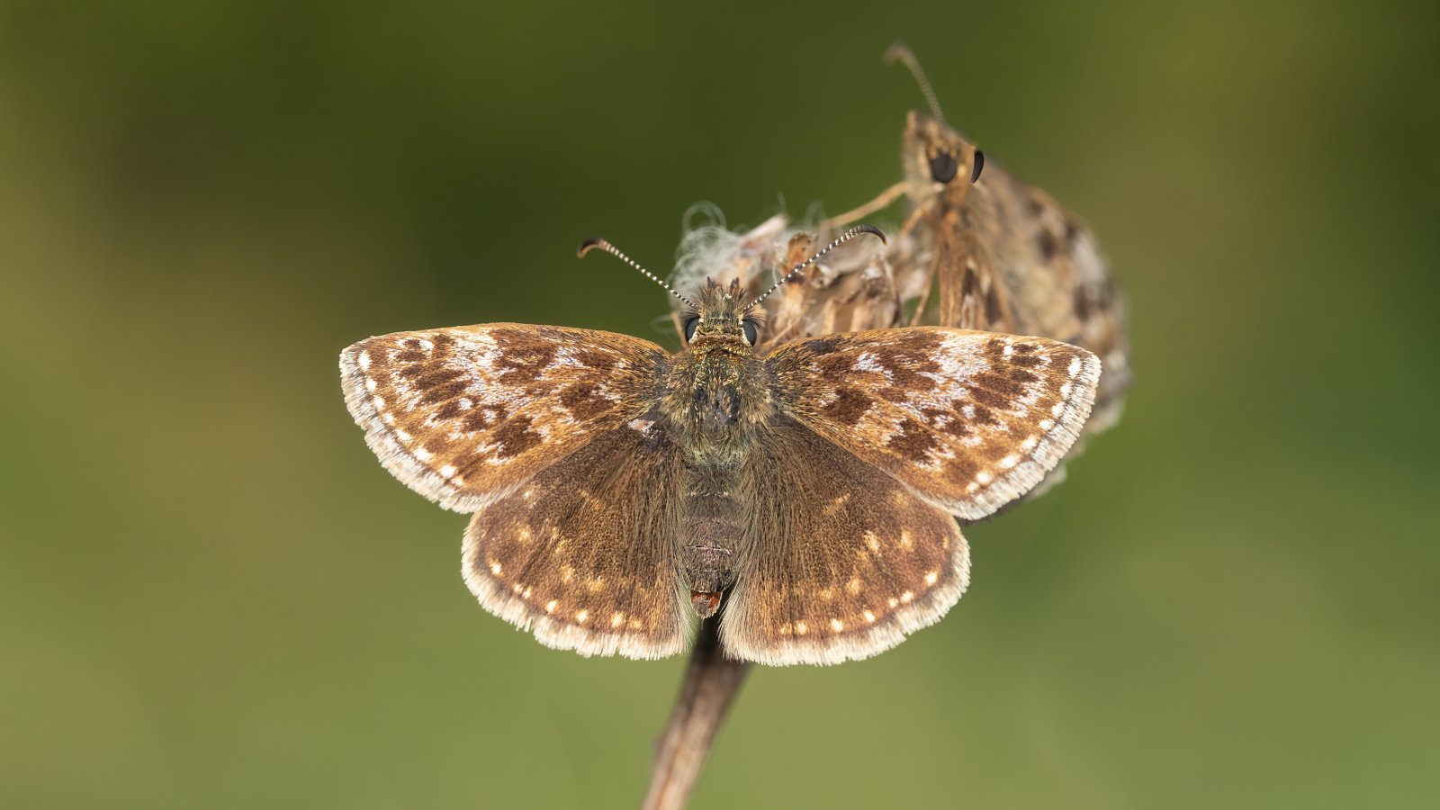 Macro & Insects