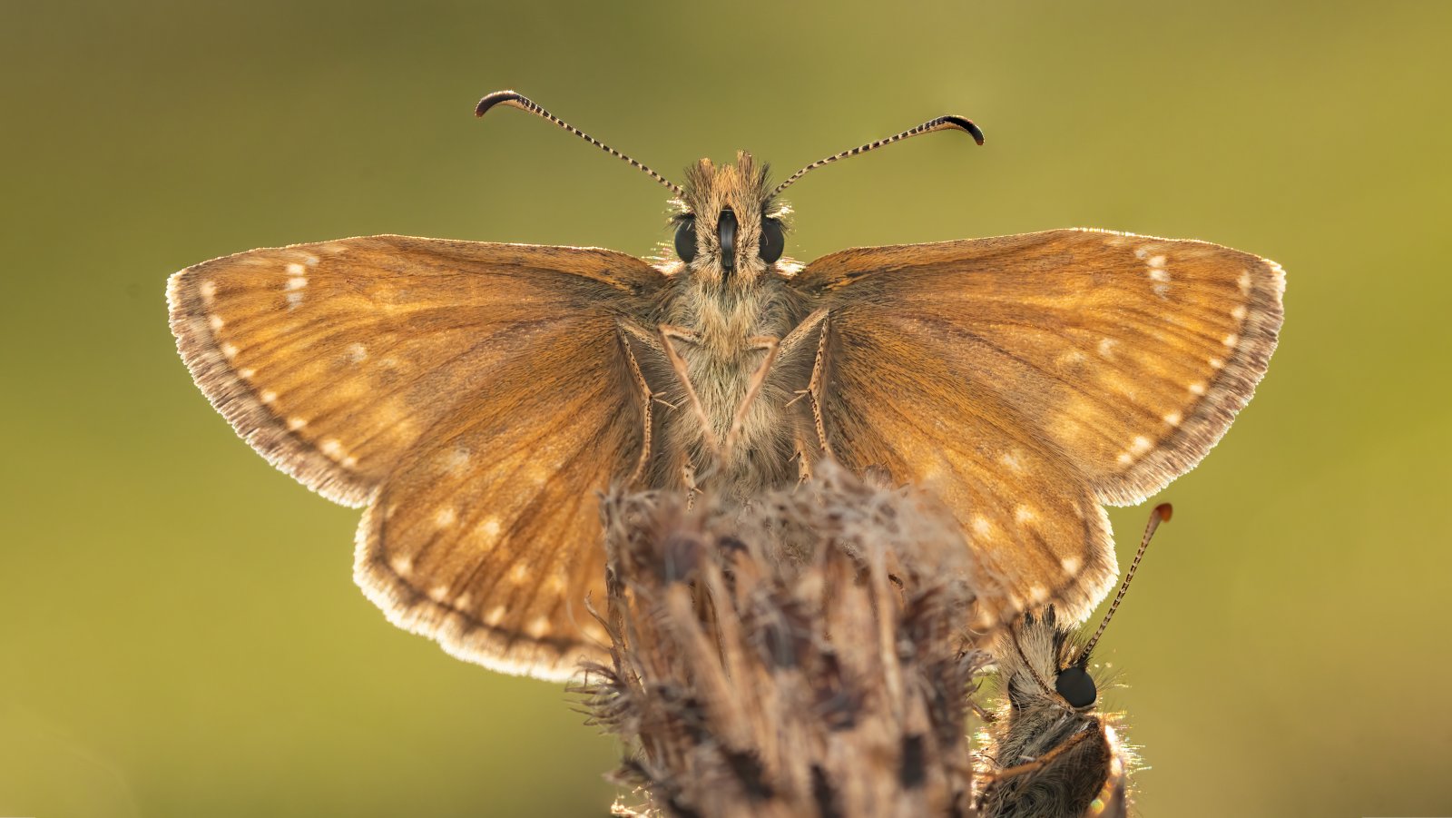 Macro & Insects