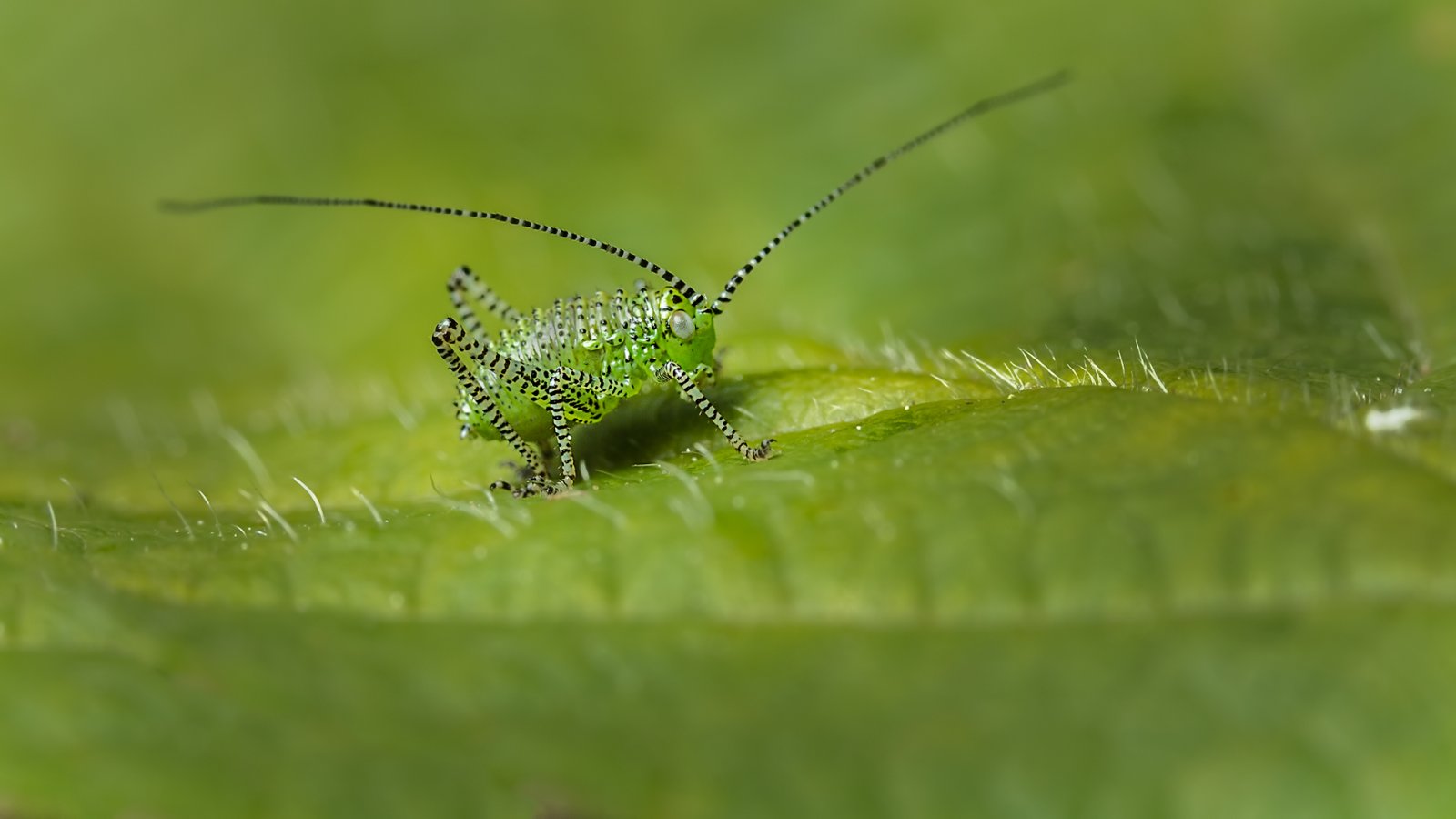 Macro & Insects