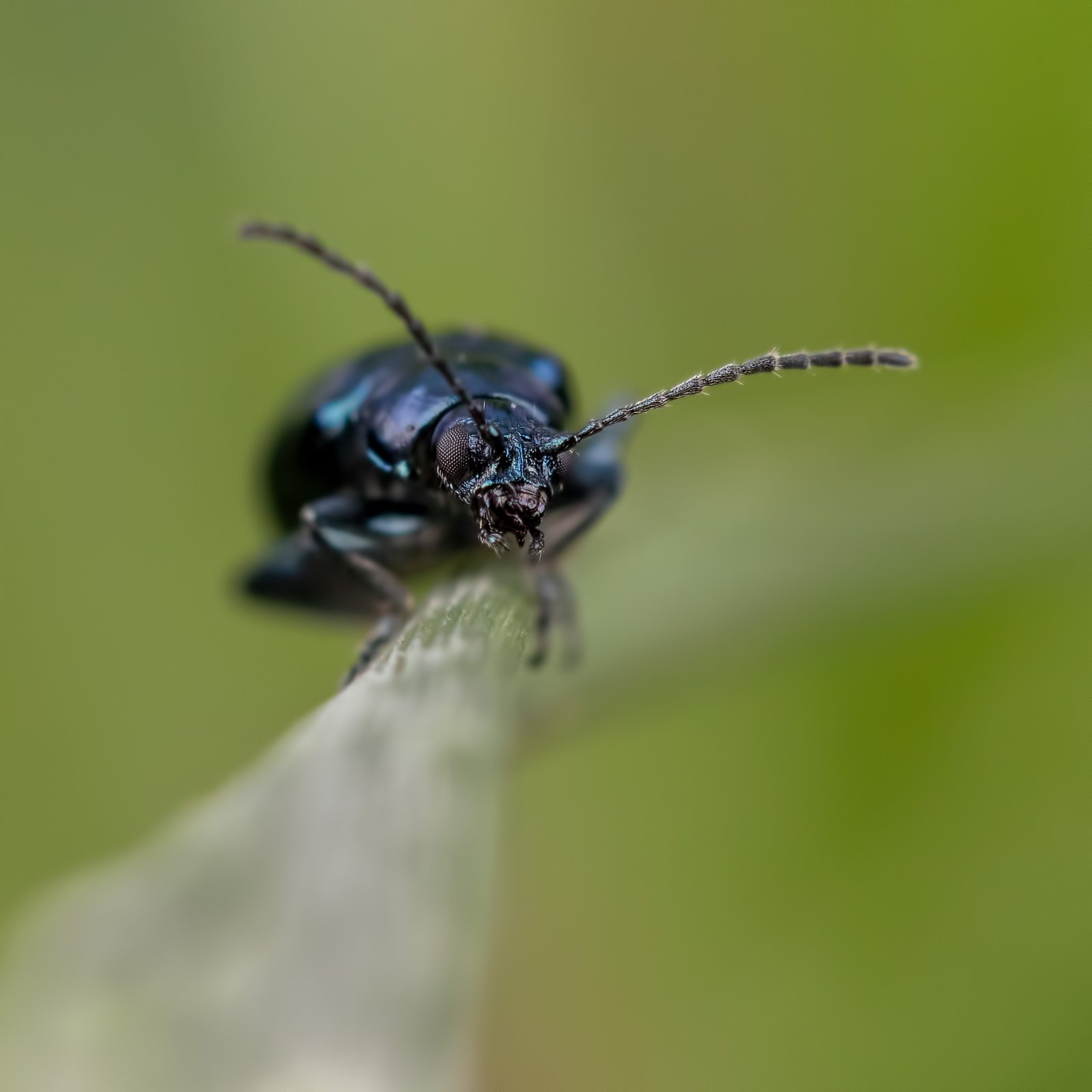 Macro & Insects