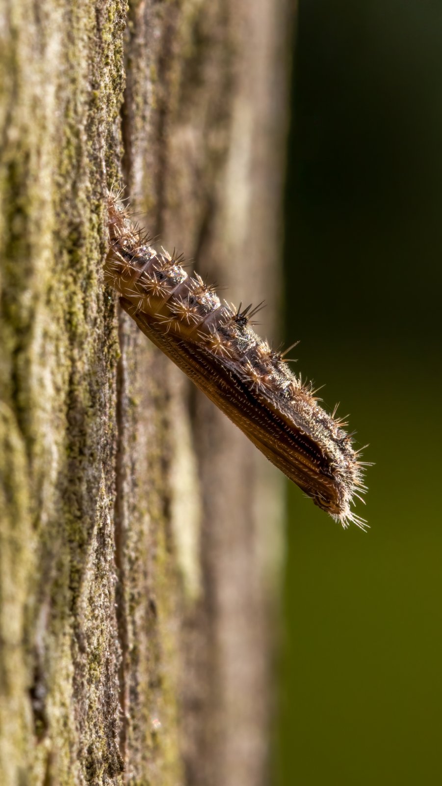 Macro & Insects