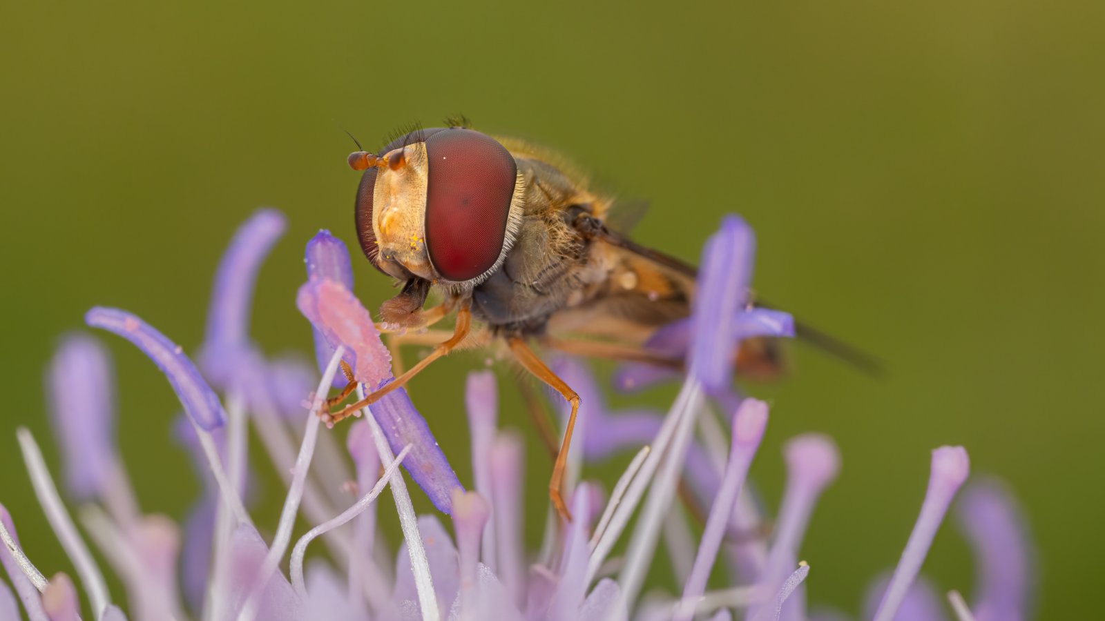 Macro & Insects