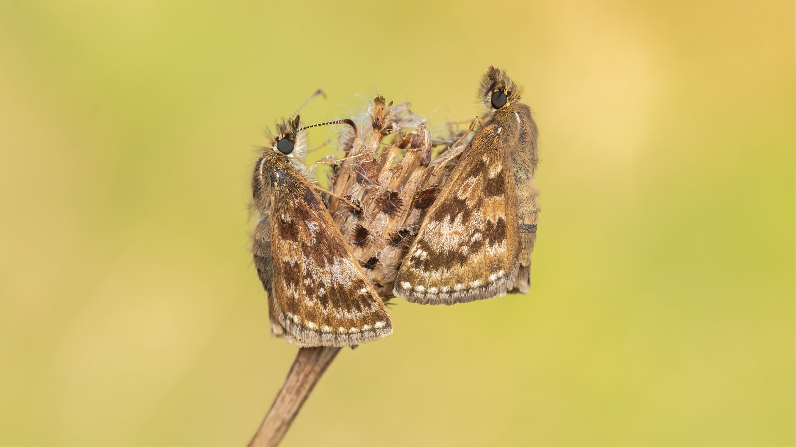 Macro & Insects