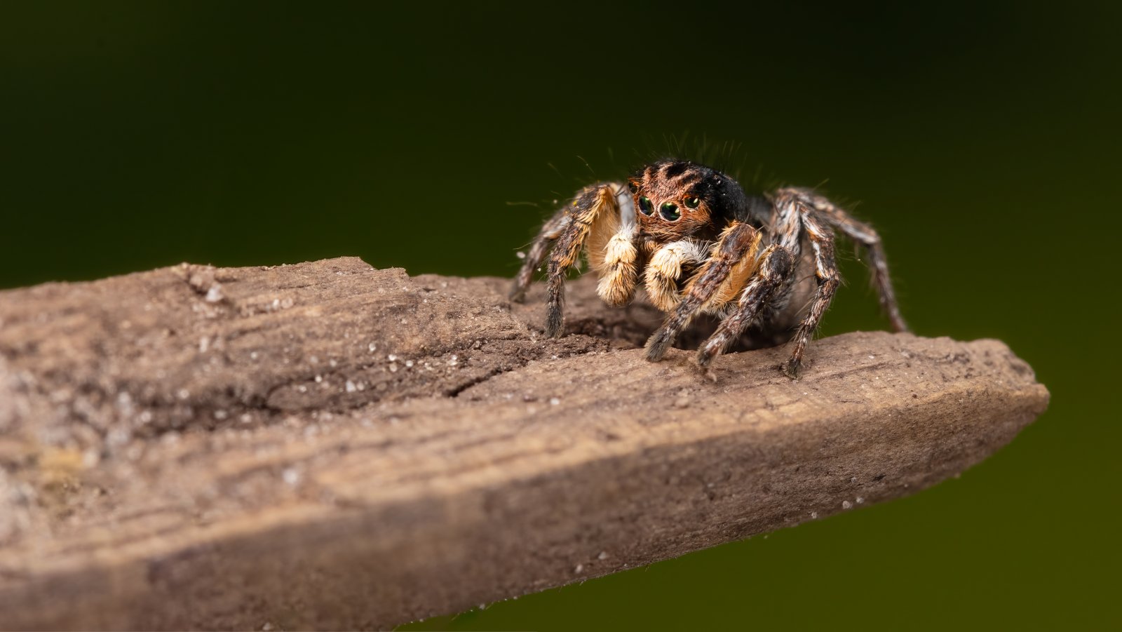 Macro & Insects