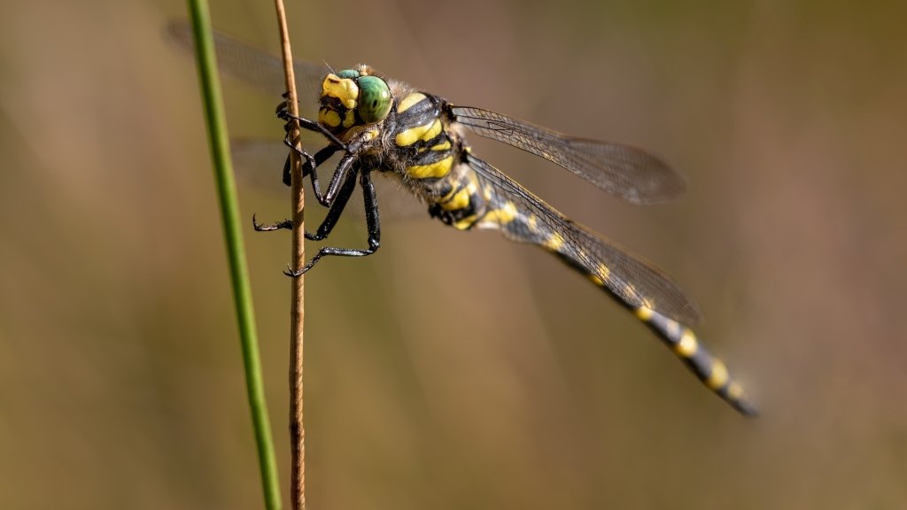 Macro & Insects