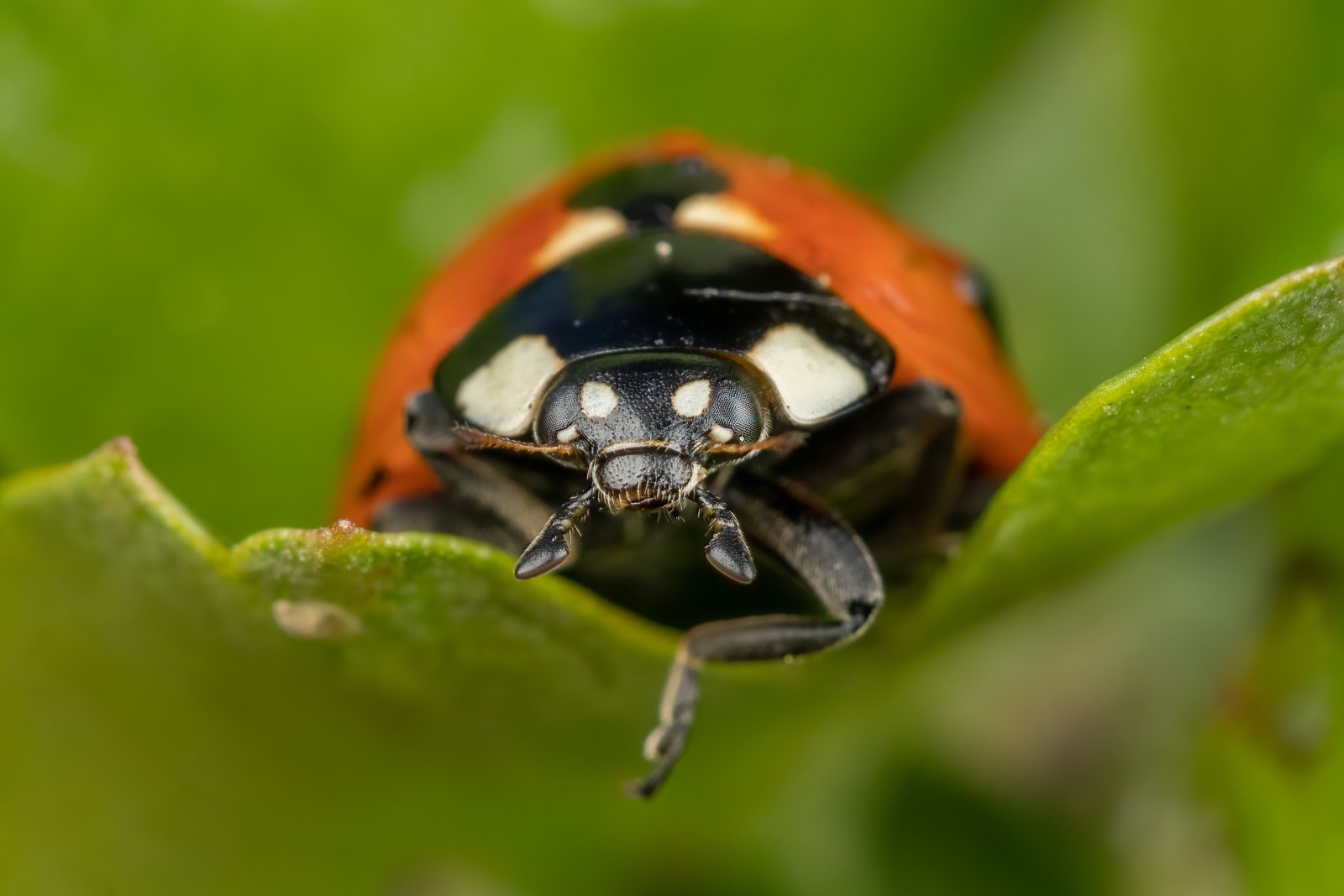 Macro & Insects