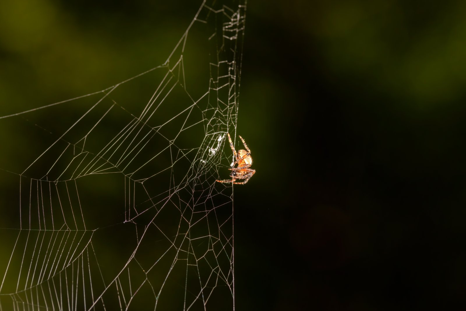 Macro & Insects