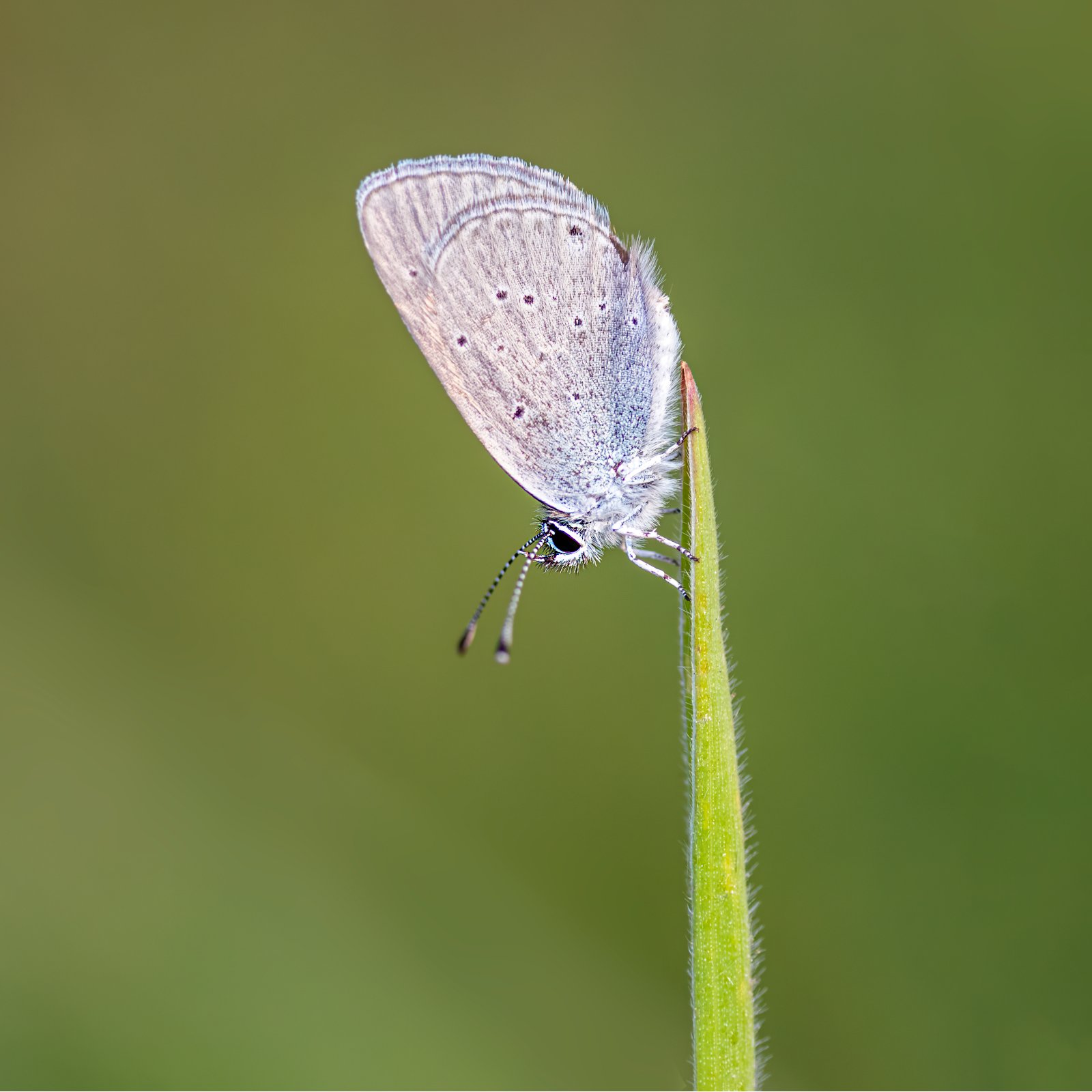 Macro & Insects