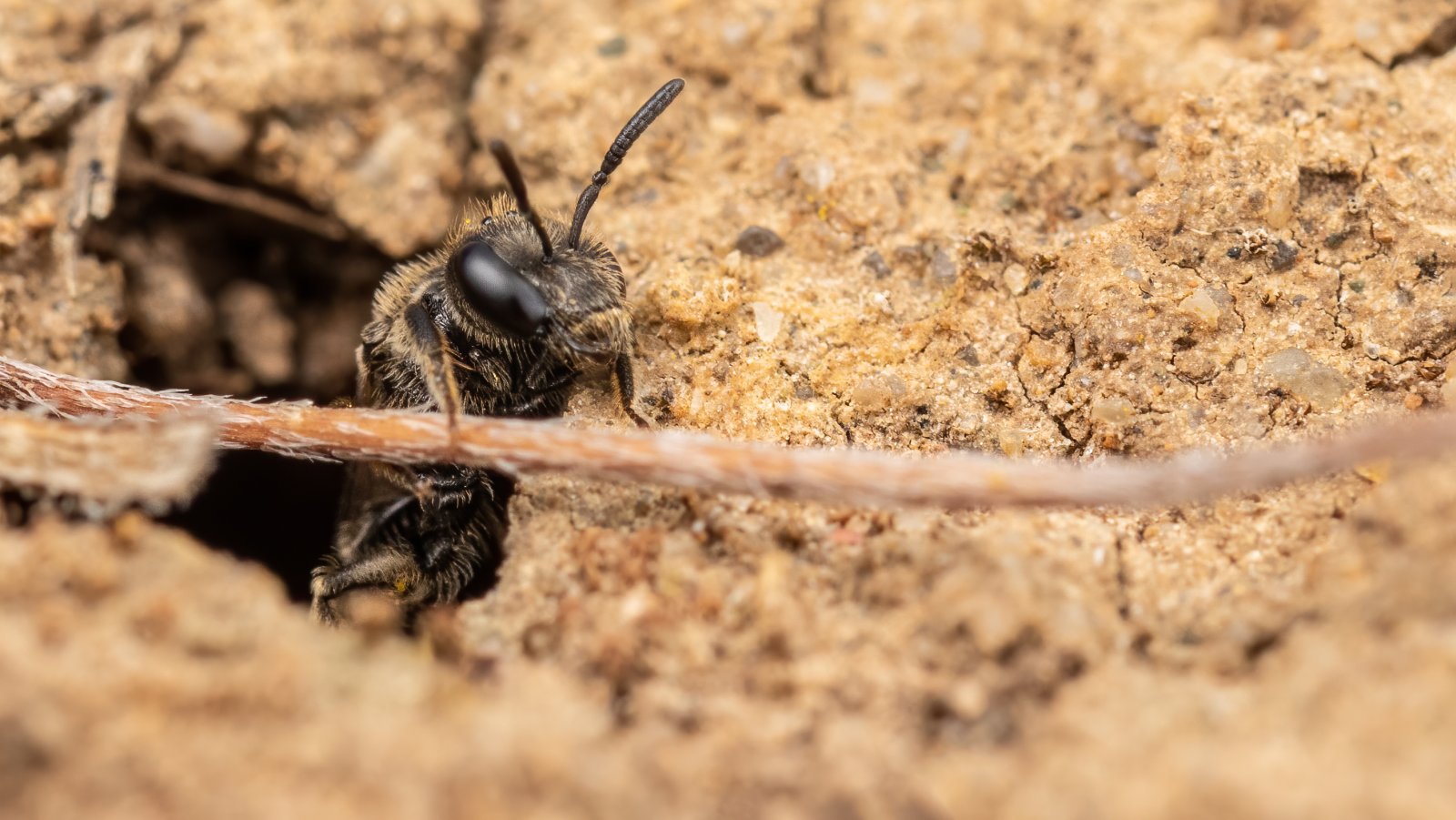 Macro & Insects