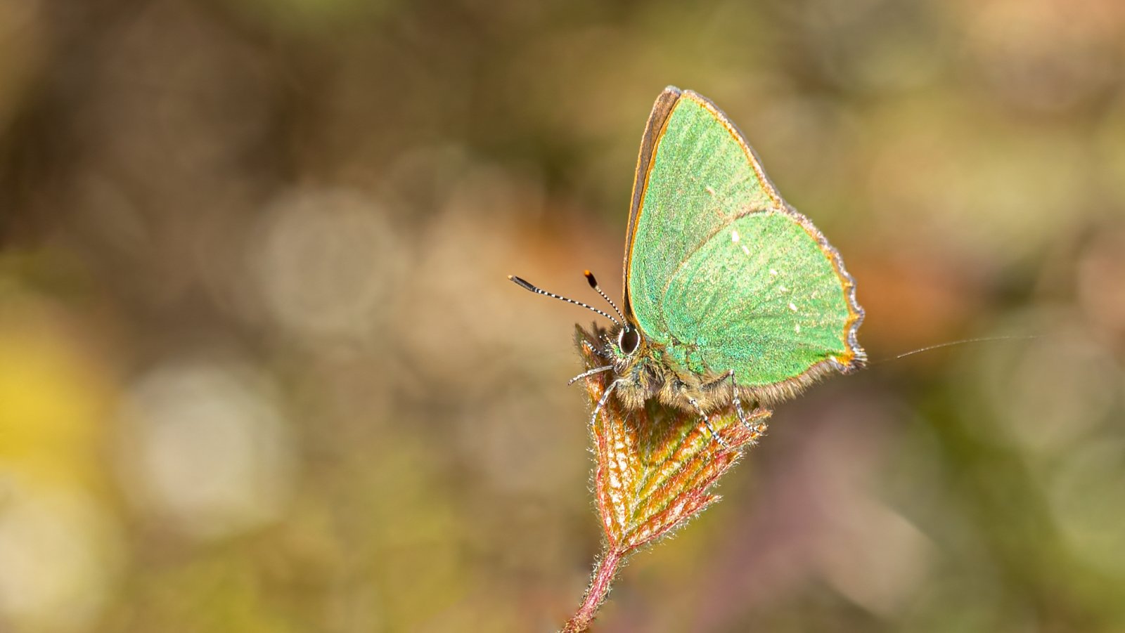 Macro & Insects