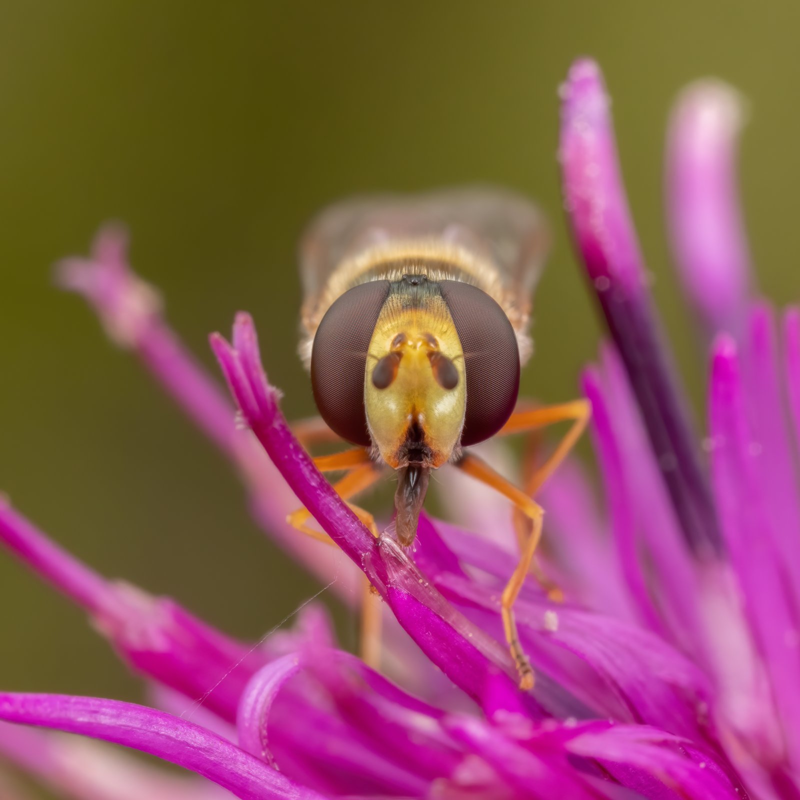 Macro & Insects