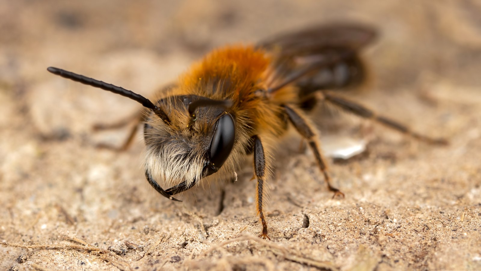 Macro & Insects