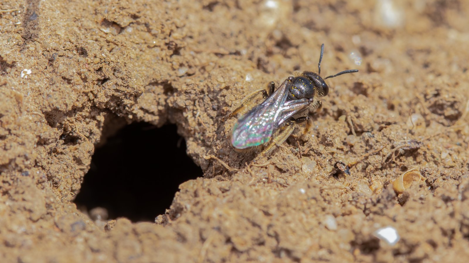 Macro & Insects