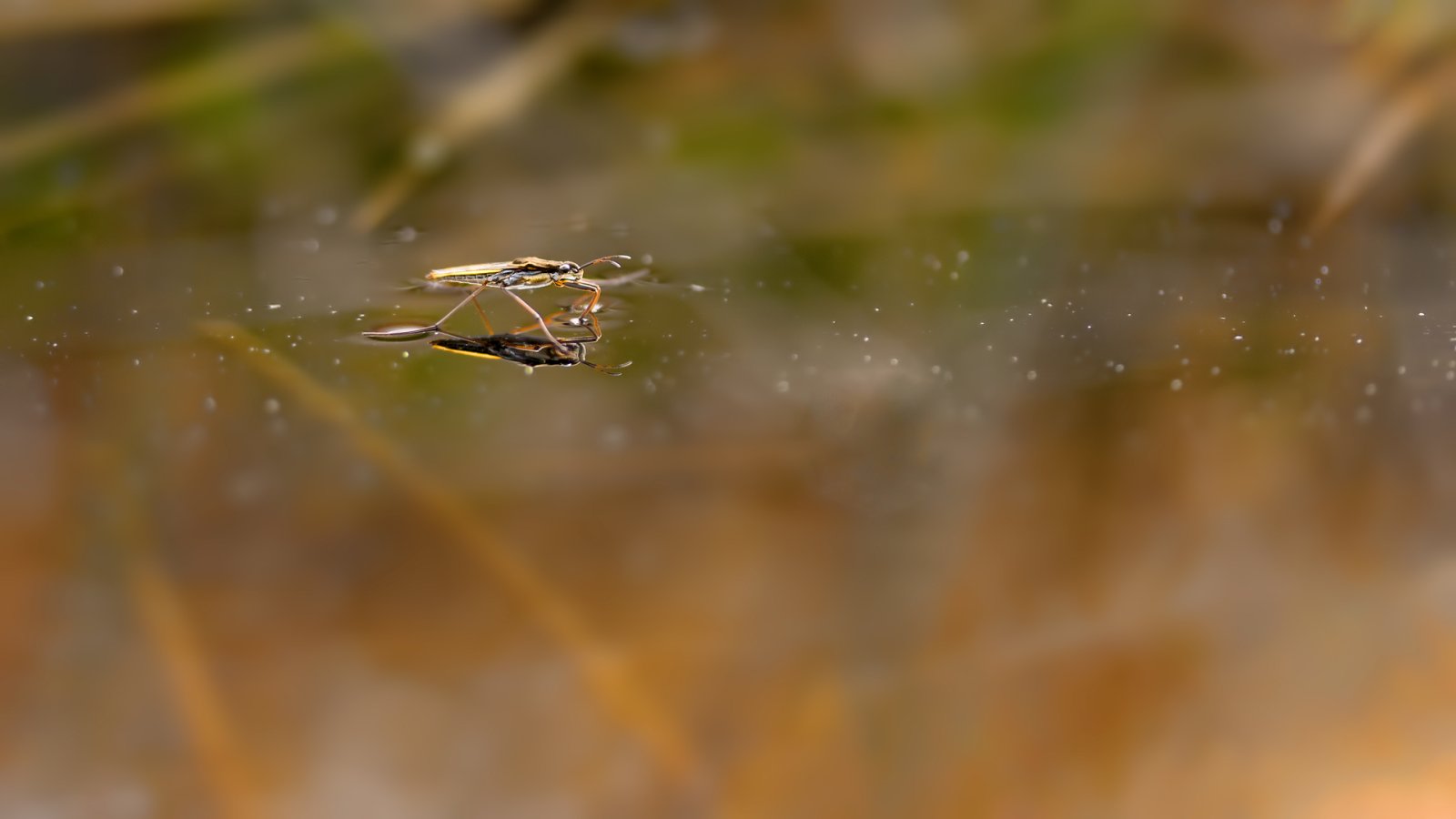 Macro & Insects