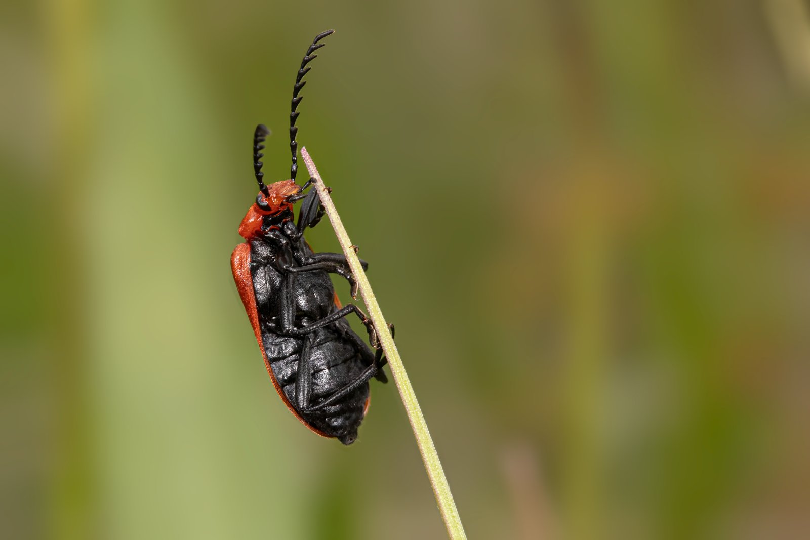 Macro & Insects