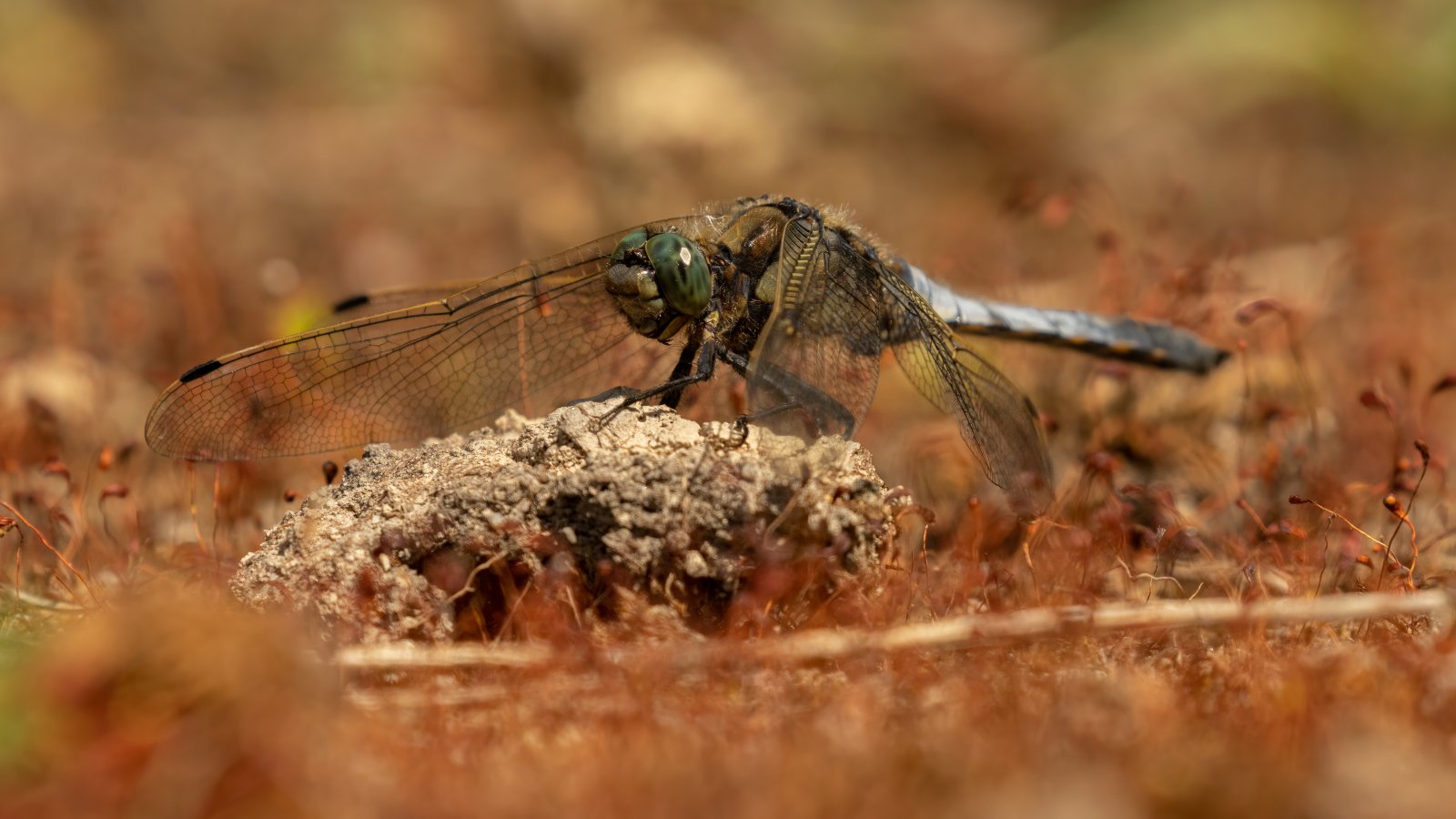 Macro & Insects