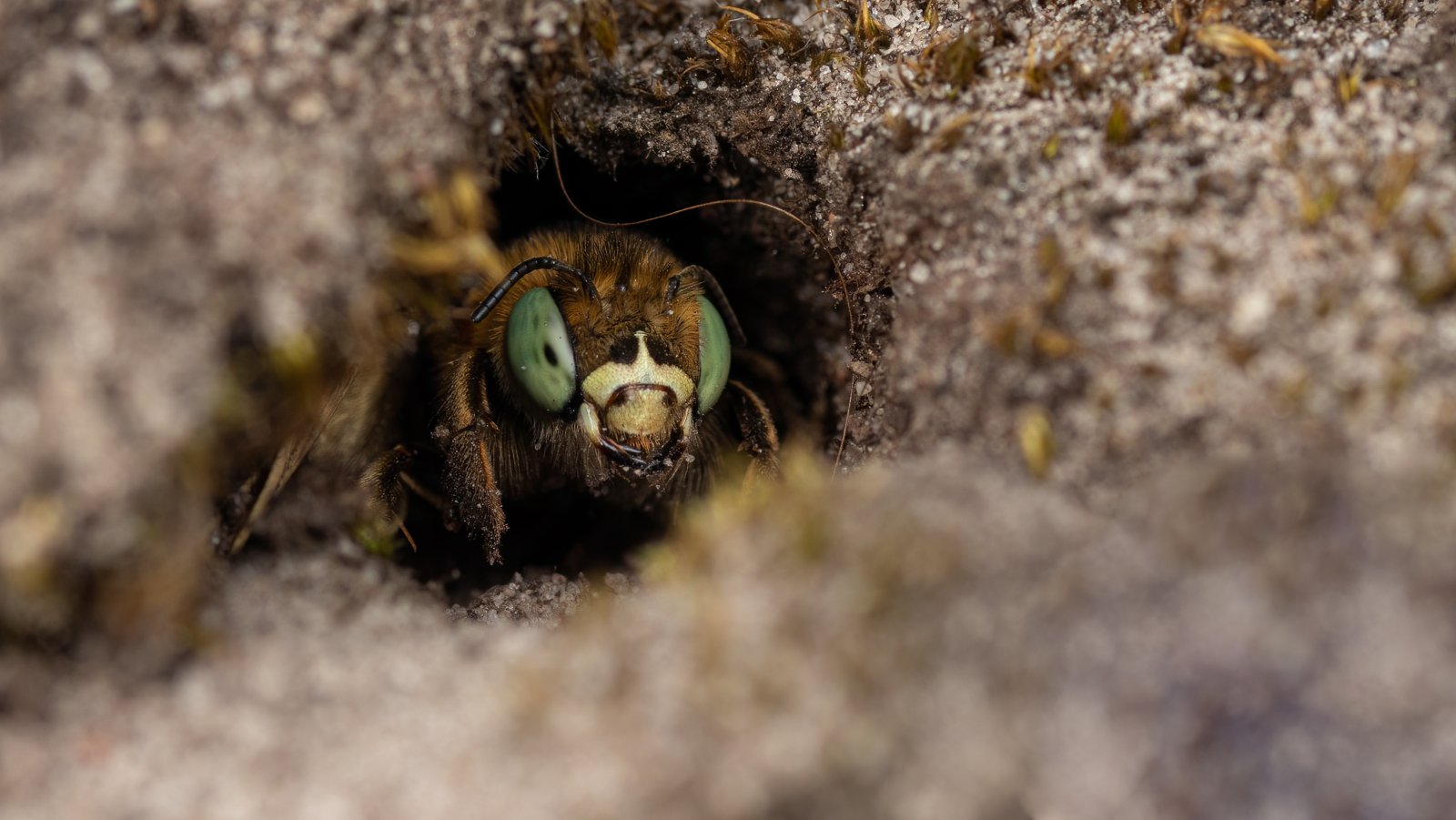 Macro & Insects