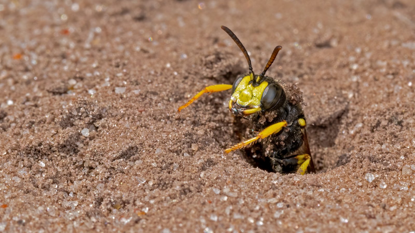 Macro & Insects