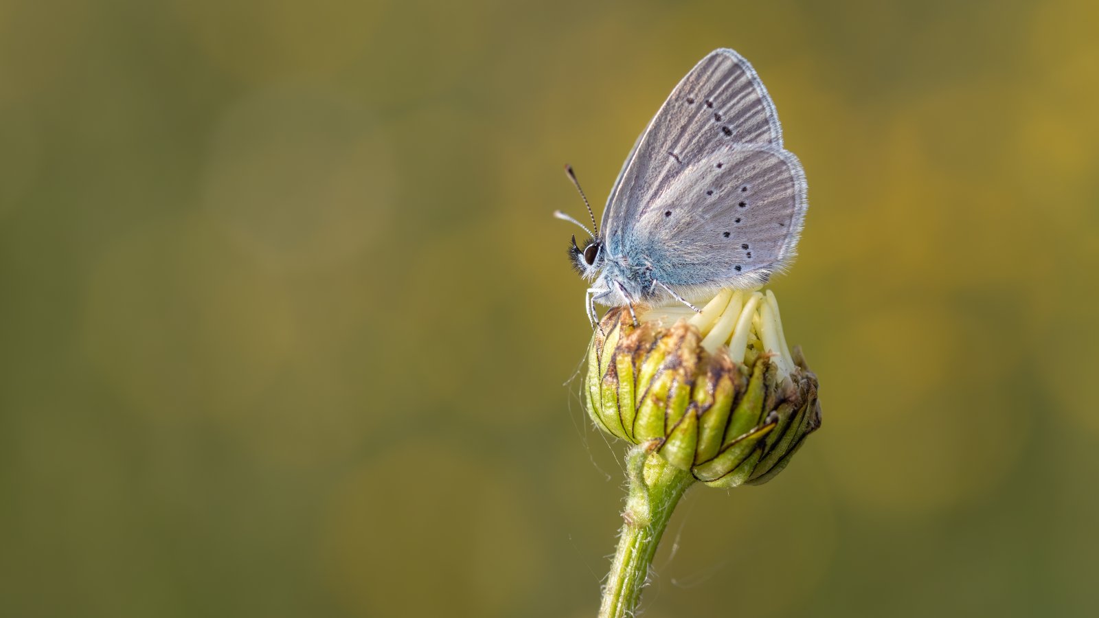 Macro & Insects