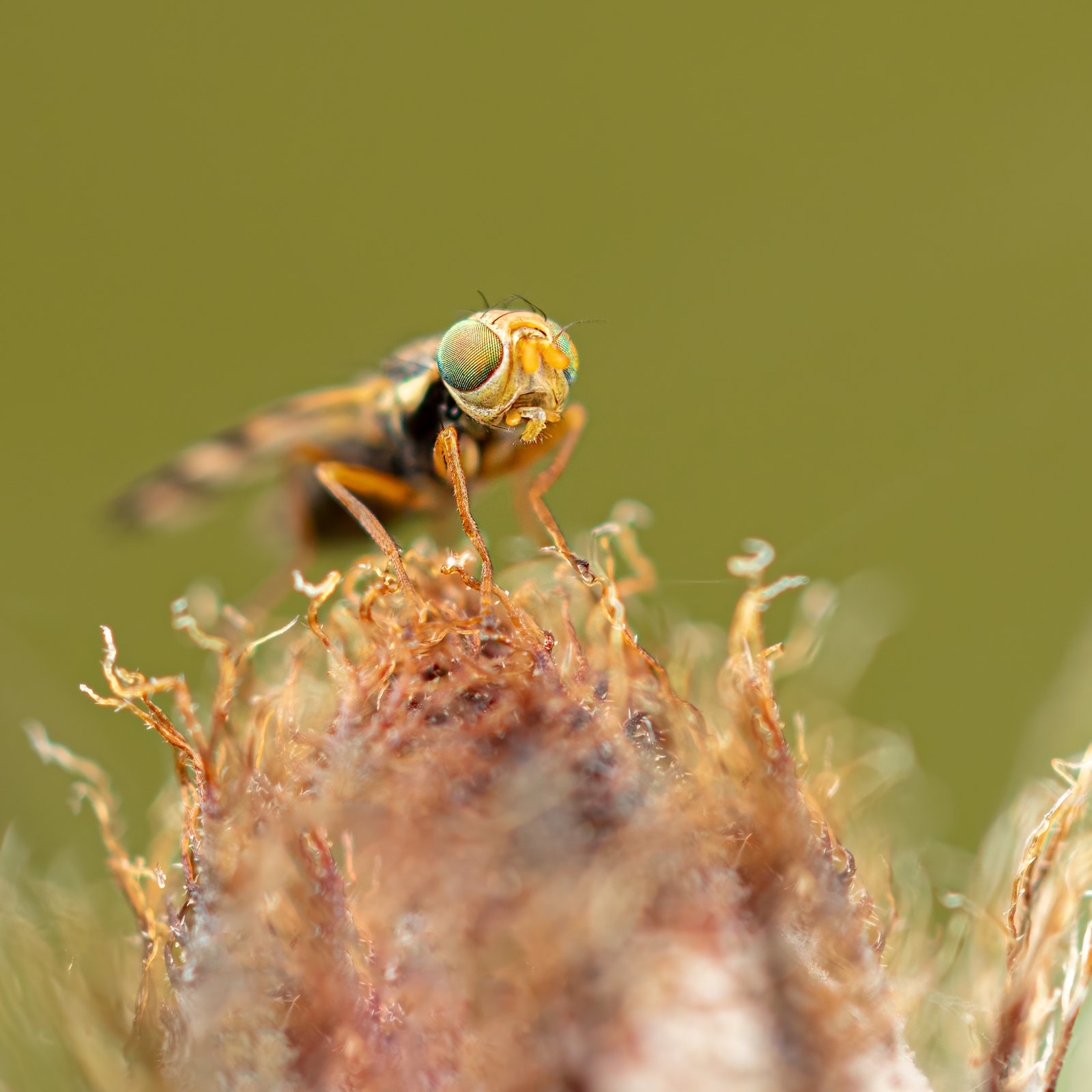 Macro & Insects