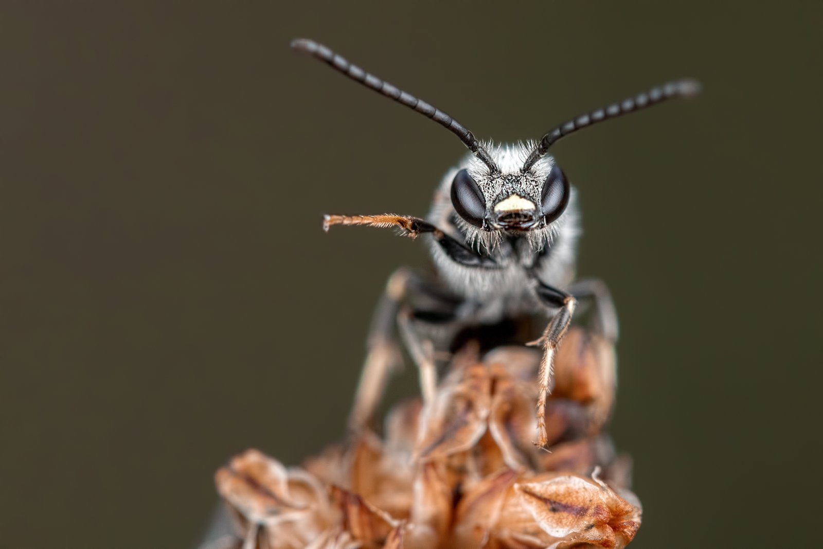 Macro & Insects