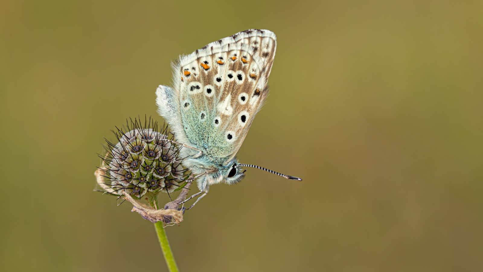 Macro & Insects