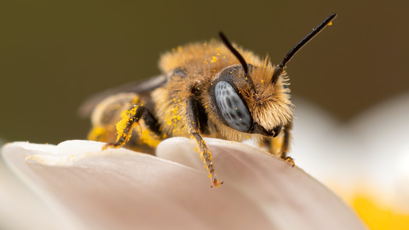 Macro & Insects