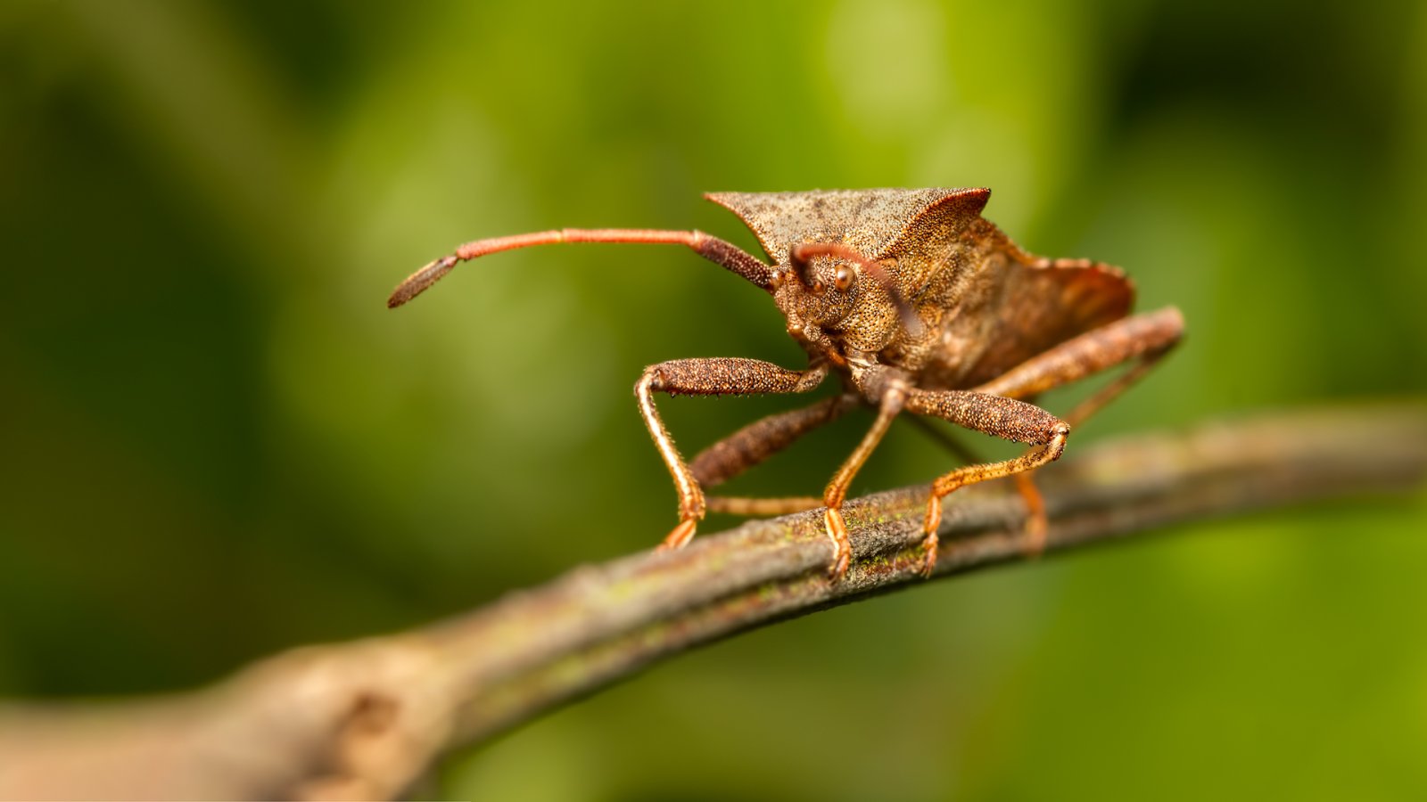 Macro & Insects