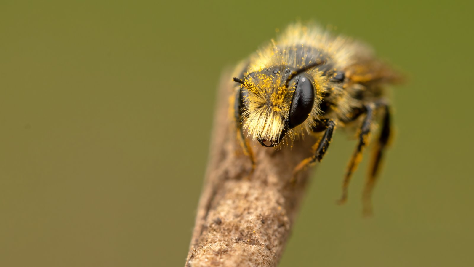 Macro & Insects