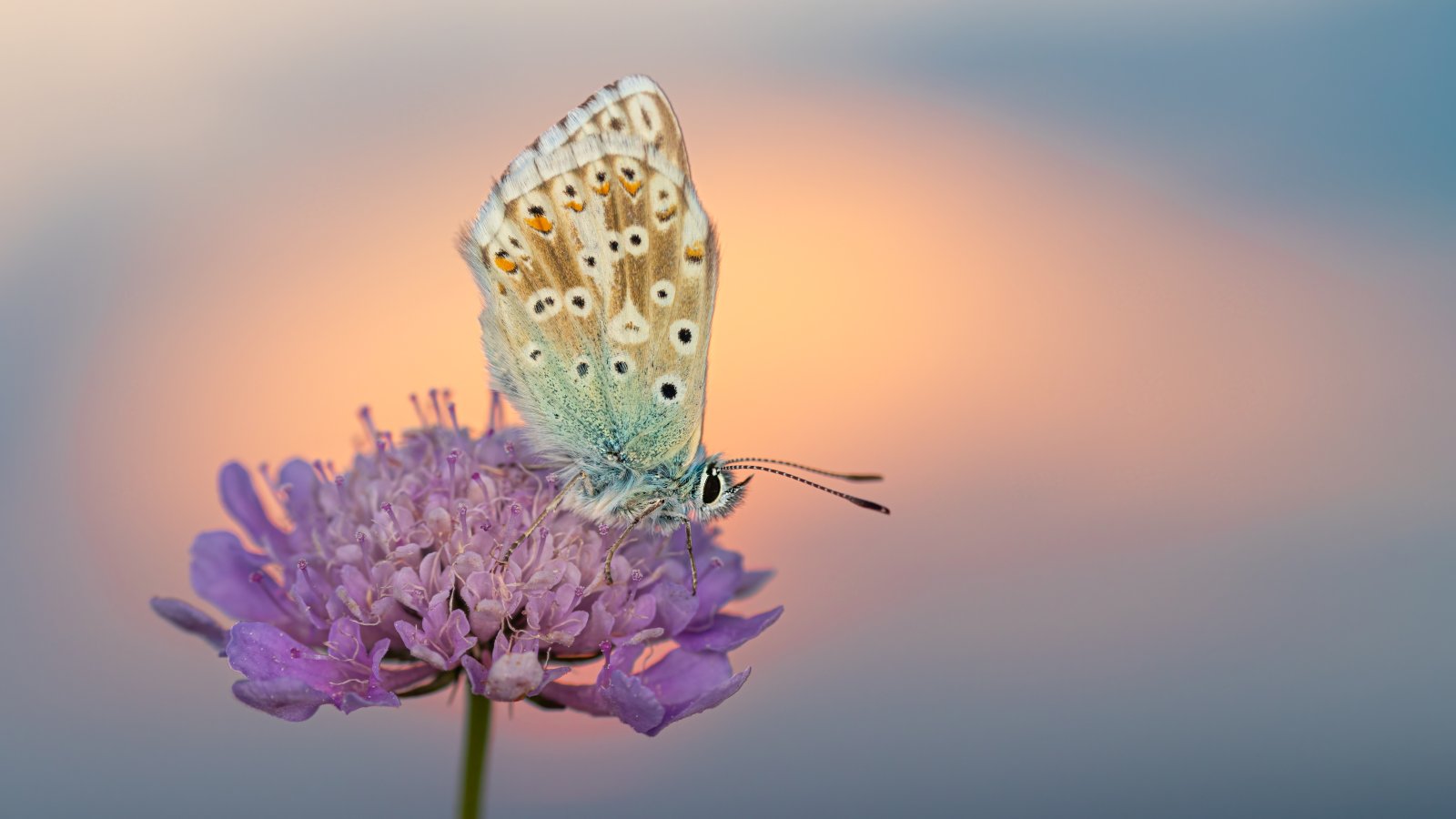 Macro & Insects