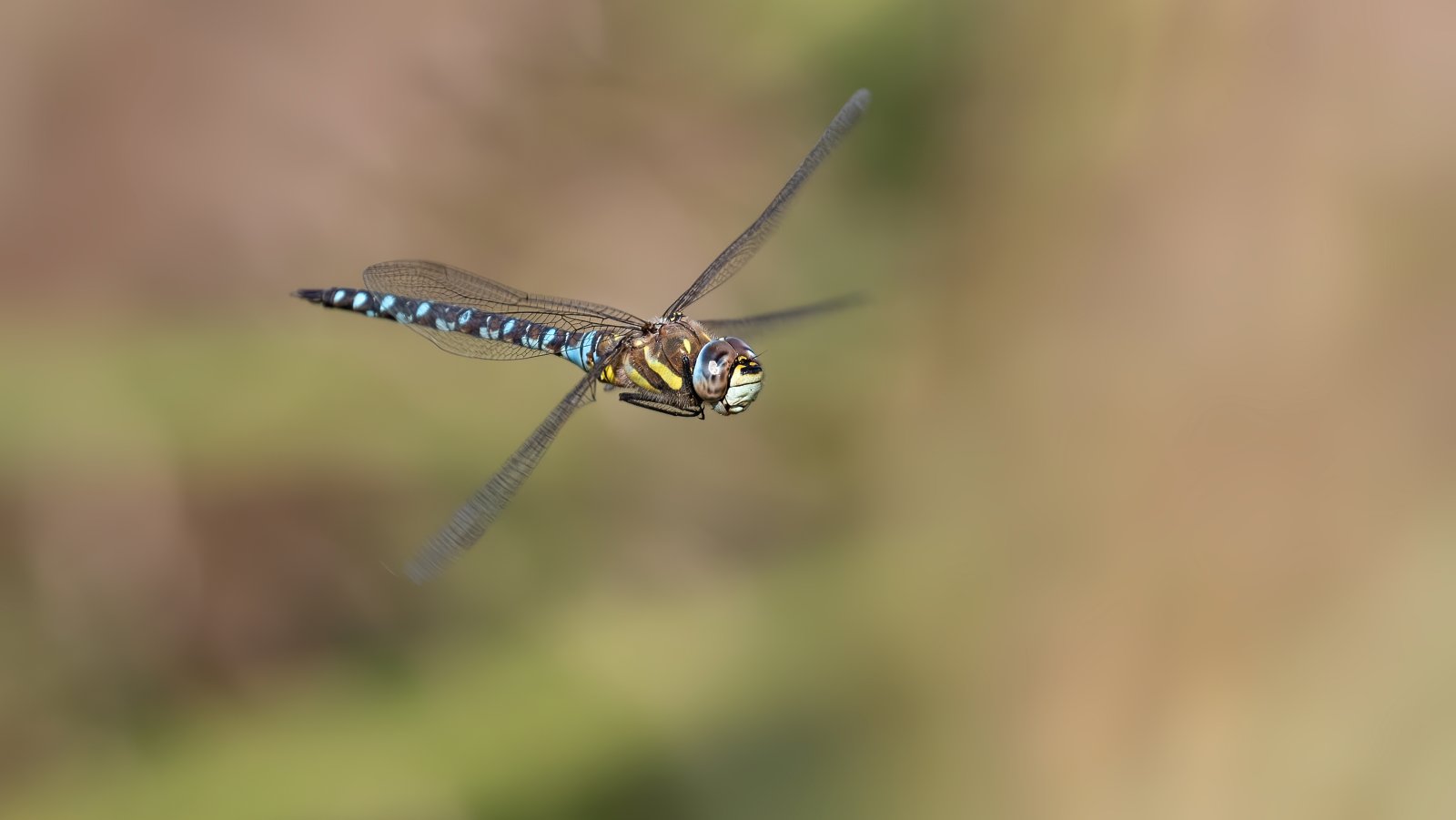 Macro & Insects