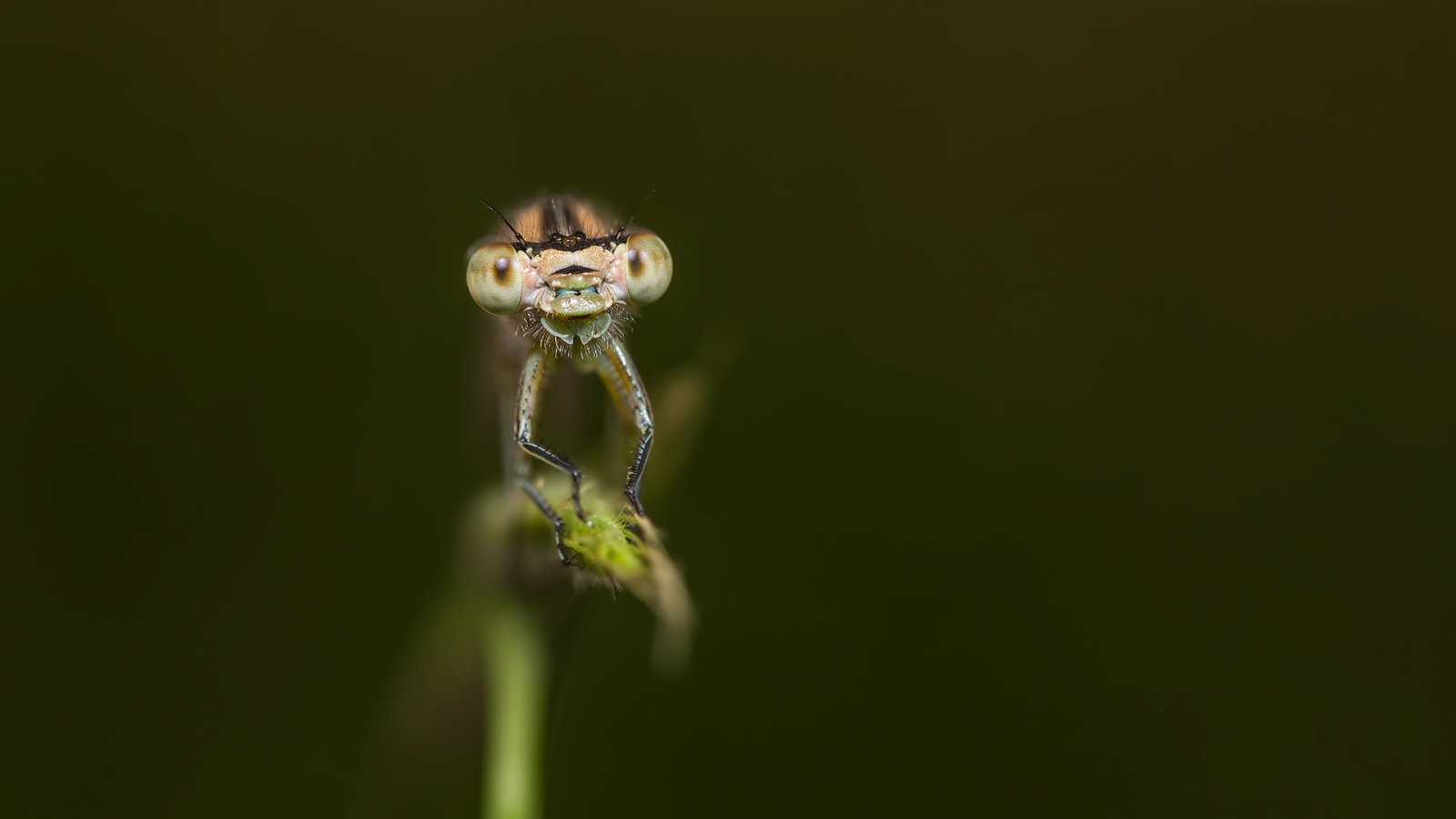 Macro & Insects