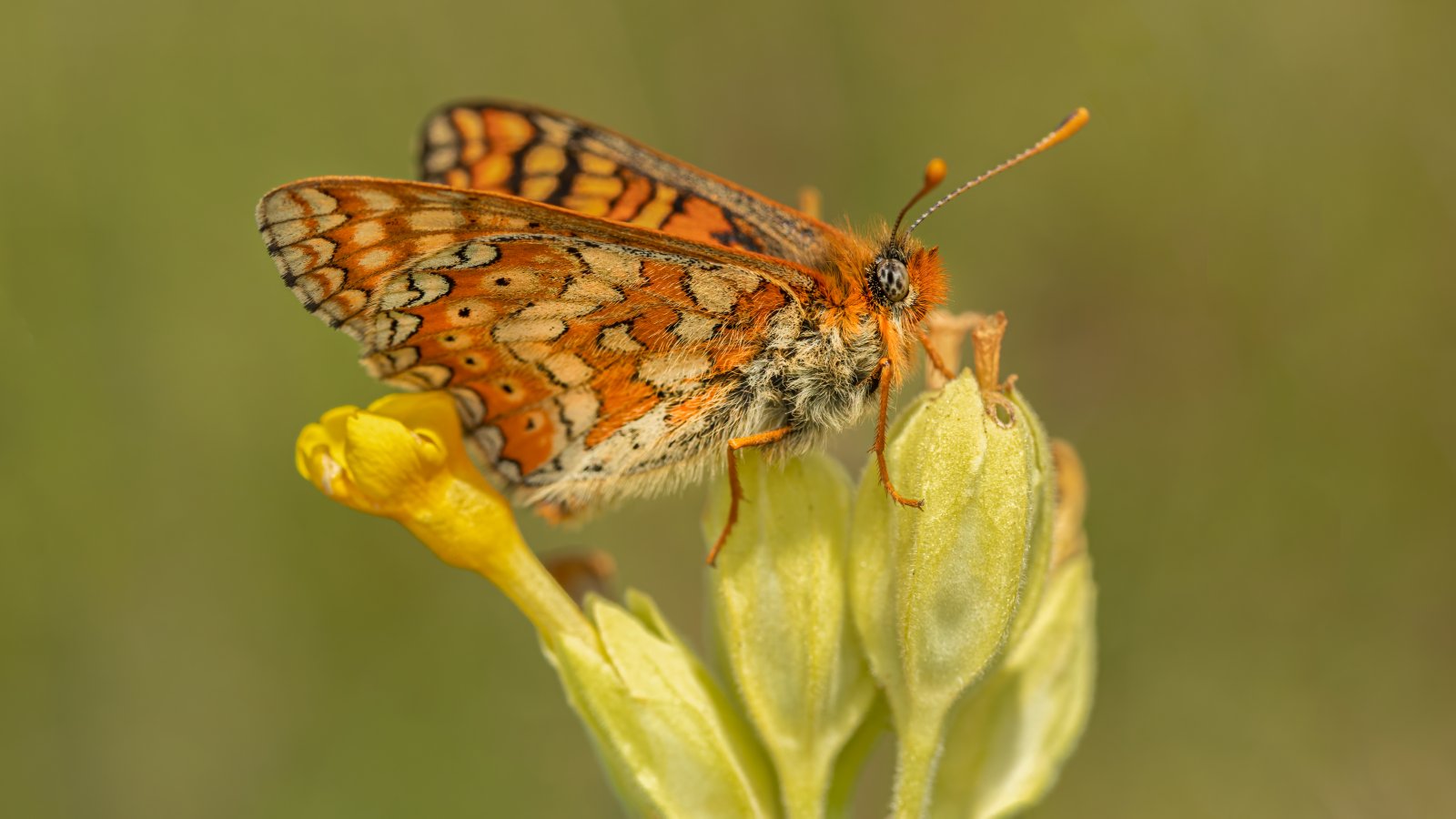 Macro & Insects