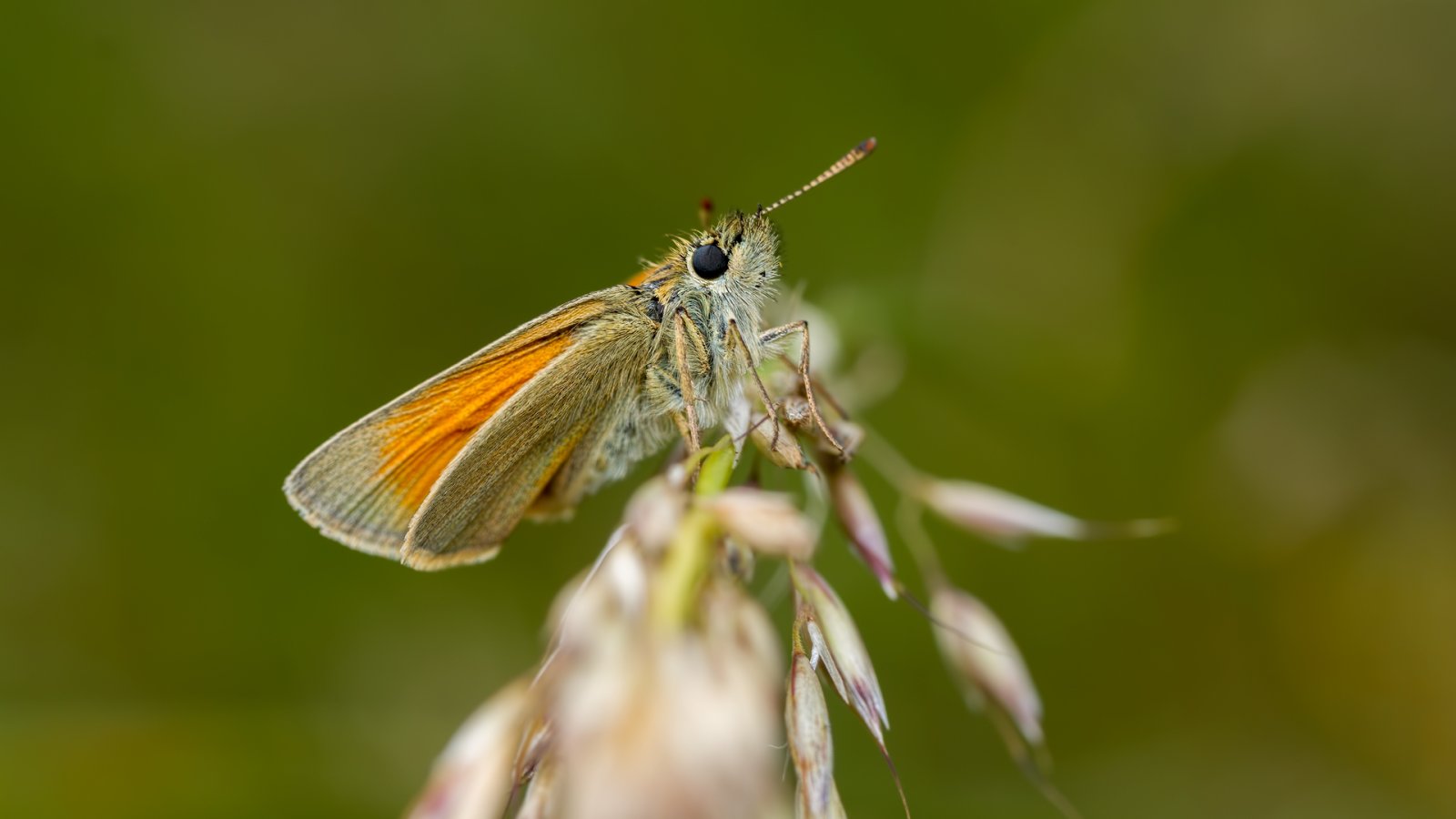 Macro & Insects