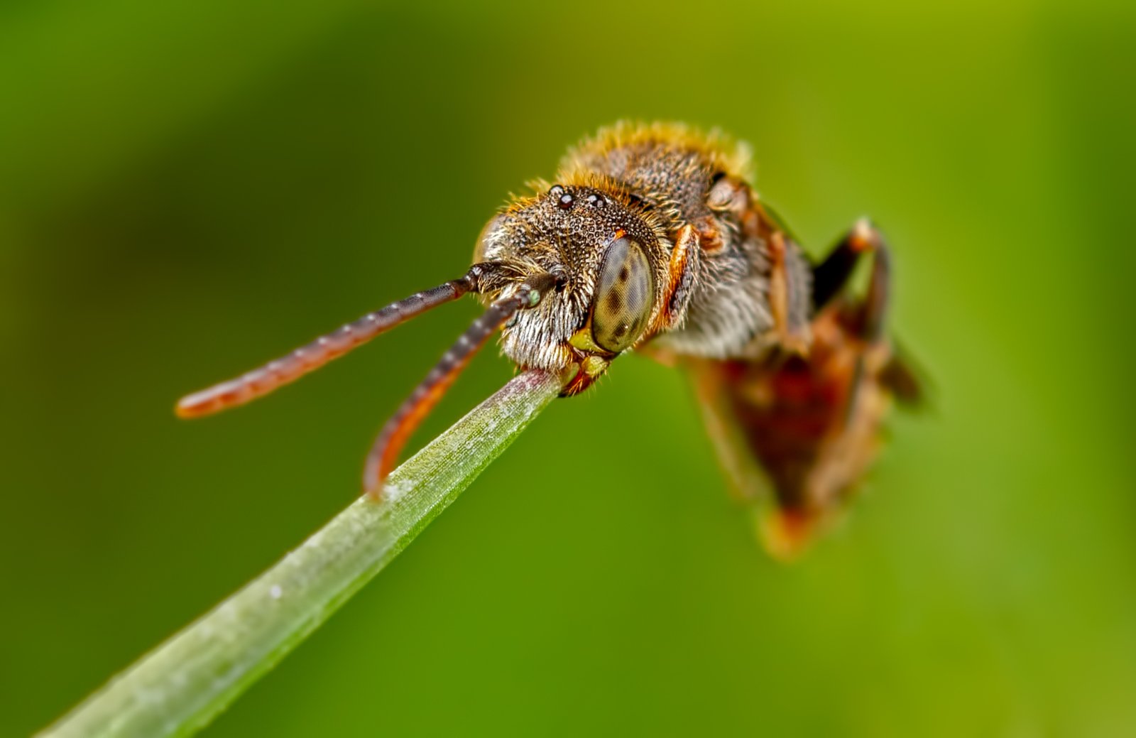 Macro & Insects