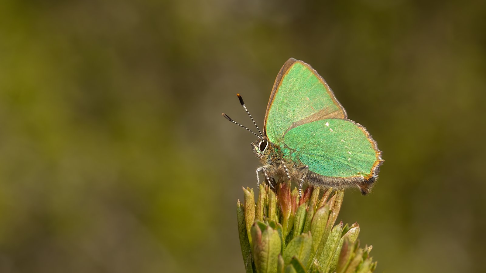 Macro & Insects