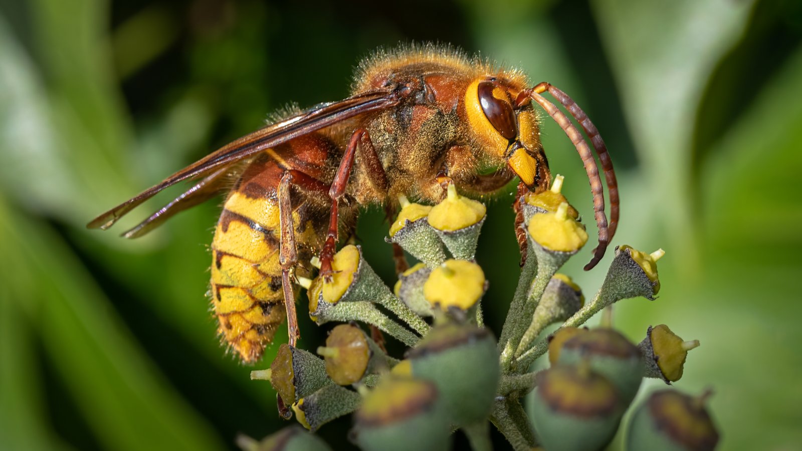 Macro & Insects