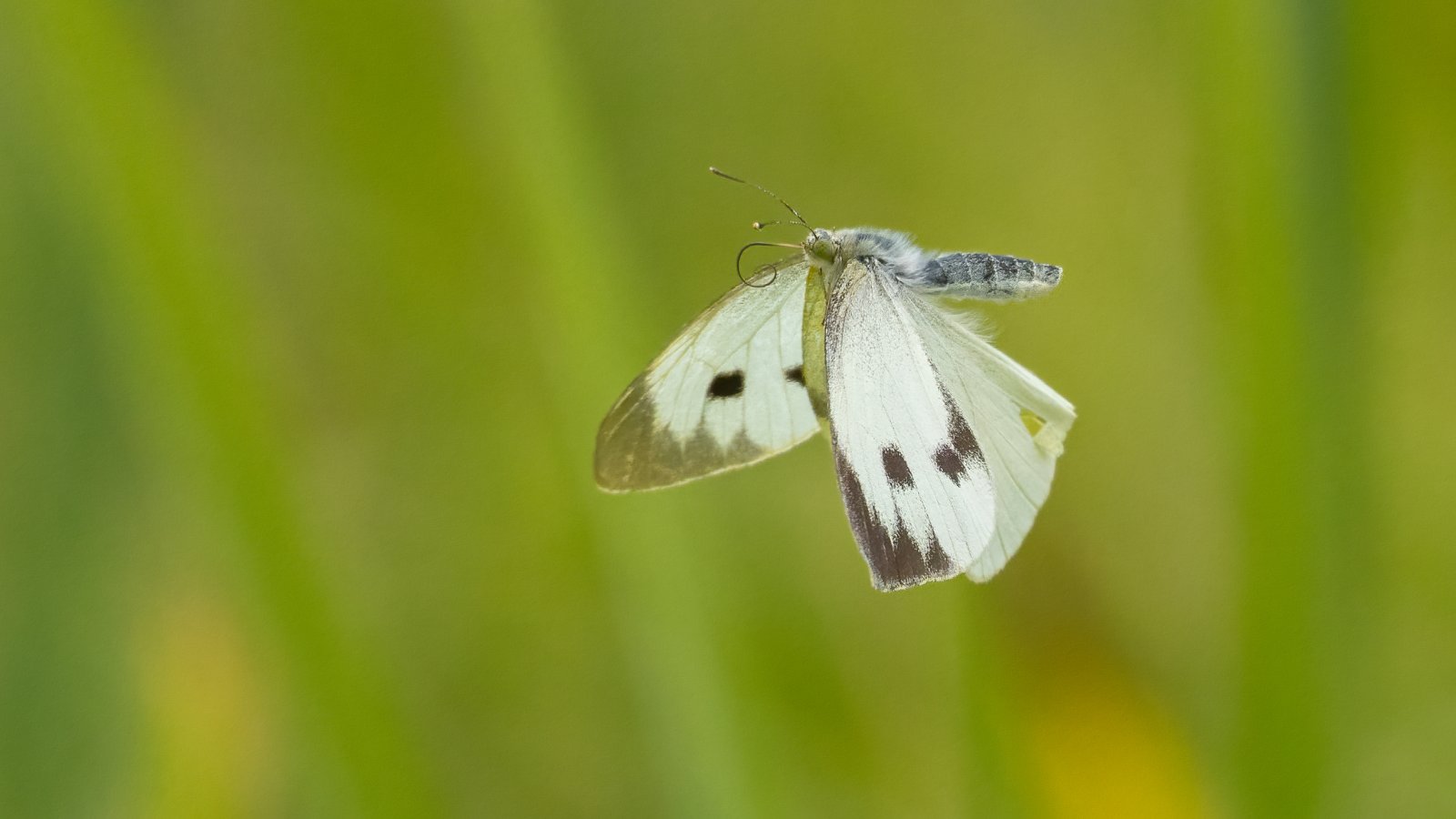 Macro & Insects