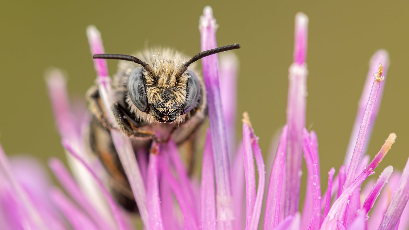 Macro & Insects