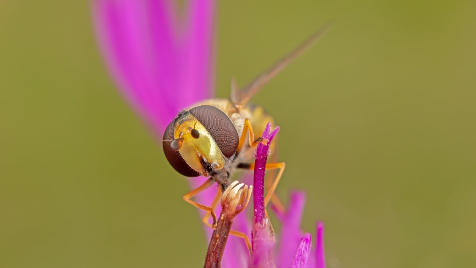 Macro & Insects