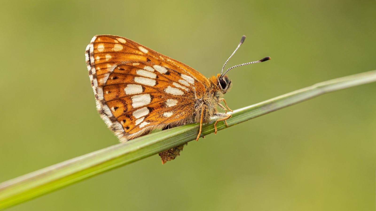 Macro & Insects